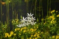 Bunch of white and yellow forest flowers on dark background