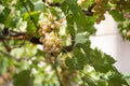 Bunch of yellow grapes in garden Royalty Free Stock Photo