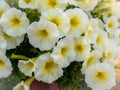 Bunch of White Yellow Petunia Flowers Hanging Royalty Free Stock Photo