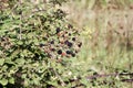 A bunch of wild blackberries ripens in the warm rays of the summer sun. Royalty Free Stock Photo