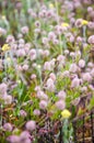 Bunch of blooming Trifolium arvense flowers, commonly known as hares-foot clover, rabbitfoot clover, stone clover or oldfield Royalty Free Stock Photo