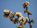 Bunch of wild cherry blossoms close up with a bee Royalty Free Stock Photo