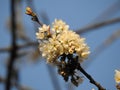 Bunch of wild cherry blossoms close up with a bee under a beautiful blue sky Royalty Free Stock Photo