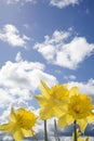 Bunch of wild daffodils