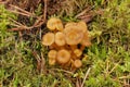 A bunch of wild edible funnel chanterelle mushrooms grows in the forest. Royalty Free Stock Photo