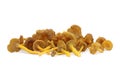 A bunch of wild edible funnel chanterelle mushrooms lie on a white background. Royalty Free Stock Photo