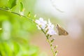 A skipper butterfly collecting nectar from wild flowers Royalty Free Stock Photo