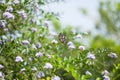 A butterfly on flowers in a park Royalty Free Stock Photo
