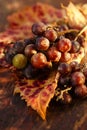 Bunch of wild grapes in goldish autunm fall colors Royalty Free Stock Photo