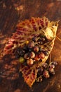 Bunch of wild grapes in goldish autunm fall colors Royalty Free Stock Photo