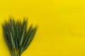 Bunch of wild green grass with spikelets in the lower left corner of yellow background Royalty Free Stock Photo