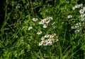 Wild Irish Daisies