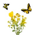 Bunch of wild mustard flowers and three buttrflies