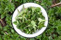A bunch of wild nettles in a bowl, an edible herb rich in vitamins