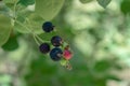 Bunch of wild red and black berries growing on the branch in the forest Royalty Free Stock Photo