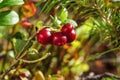 Wild ripe red lingonberries in sunny forest