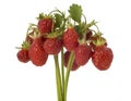 Bunch of wild strawberry Royalty Free Stock Photo