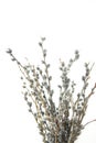 Bunch of willow twigs isolated on white background. Beautiful spring nature background