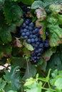 Bunch of wine grapes, dark blue Royalty Free Stock Photo