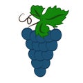 Bunch of wine grapes with leaf flat color icon for food apps and websites Royalty Free Stock Photo