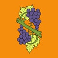 Bunch of wine grapes with leaf flat purple vector Royalty Free Stock Photo
