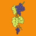 Bunch of wine grapes with leaf flat purple vector Royalty Free Stock Photo