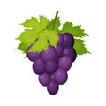 Bunch of wine grapes with leaves isolated on white backgrond. Grape icon in flat cartoon style. Fresh berry, raw