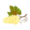 bunch of wine white grapes with a leaf Royalty Free Stock Photo