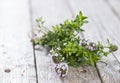 Bunch of Winter Savory Royalty Free Stock Photo