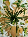 Bunch of withered daffodils. White narcissus flowers make a circle in a vase. Old flowers with green stems. Botanical background Royalty Free Stock Photo