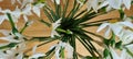 Bunch of withered daffodils. White narcissus flowers make a circle in a vase. Old flowers with green stems. Botanical background Royalty Free Stock Photo