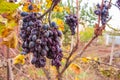 Bunch of withered grape, close up. Vineyard in autumn. Grape harvesting. Grapevine concept. Withering of nature.