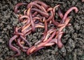 A bunch of worms in the ground. Earthworms (Eisenia foetida), for fishing or composting. Royalty Free Stock Photo