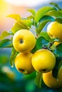 A bunch of yellow apples hanging from a tree branch Royalty Free Stock Photo