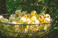 Bunch of yellow apples in metallic basket