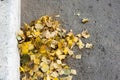 A bunch of yellow birch leaves, swept away to the edge of the road