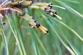 Bunch of caterpillars is in a coniferous tree Royalty Free Stock Photo