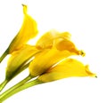 Bunch of yellow cala lilies Royalty Free Stock Photo