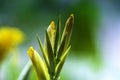 A bunch of closeup yellow canna lily flower Royalty Free Stock Photo