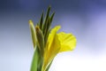 A bunch of closeup yellow canna lily flower Royalty Free Stock Photo