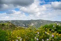 A bunch of yellow chamomiles over a background of beautiful calming Cyprus valley and mountains. Dramatic cloudy sky above the Royalty Free Stock Photo