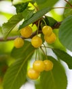 A bunch of yellow cherries hanging from a tree Royalty Free Stock Photo
