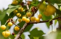 A bunch of yellow cherries hanging from a tree Royalty Free Stock Photo