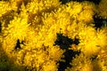 Bunch of yellow Chrysanthemum pattern background wallpaper Royalty Free Stock Photo