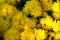 Bunch of yellow Chrysanthemum pattern background wallpaper Royalty Free Stock Photo