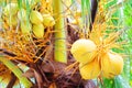 Bunch of Yellow Coconut at Palm Tree