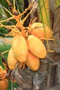 Bunch of yellow coconuts Royalty Free Stock Photo