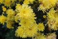 Bunch of yellow color flowers Royalty Free Stock Photo