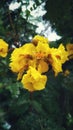 Bunch of yellow colored flowers with green background