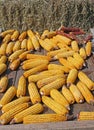 Bunch of yellow corn after harvest of the farmer